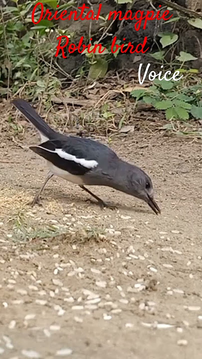 Suara burung Robin murai oriental yang lucu