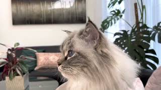 Ellie, just chillin’ by Ellie the Ragdoll 385 views 1 year ago 1 minute, 23 seconds