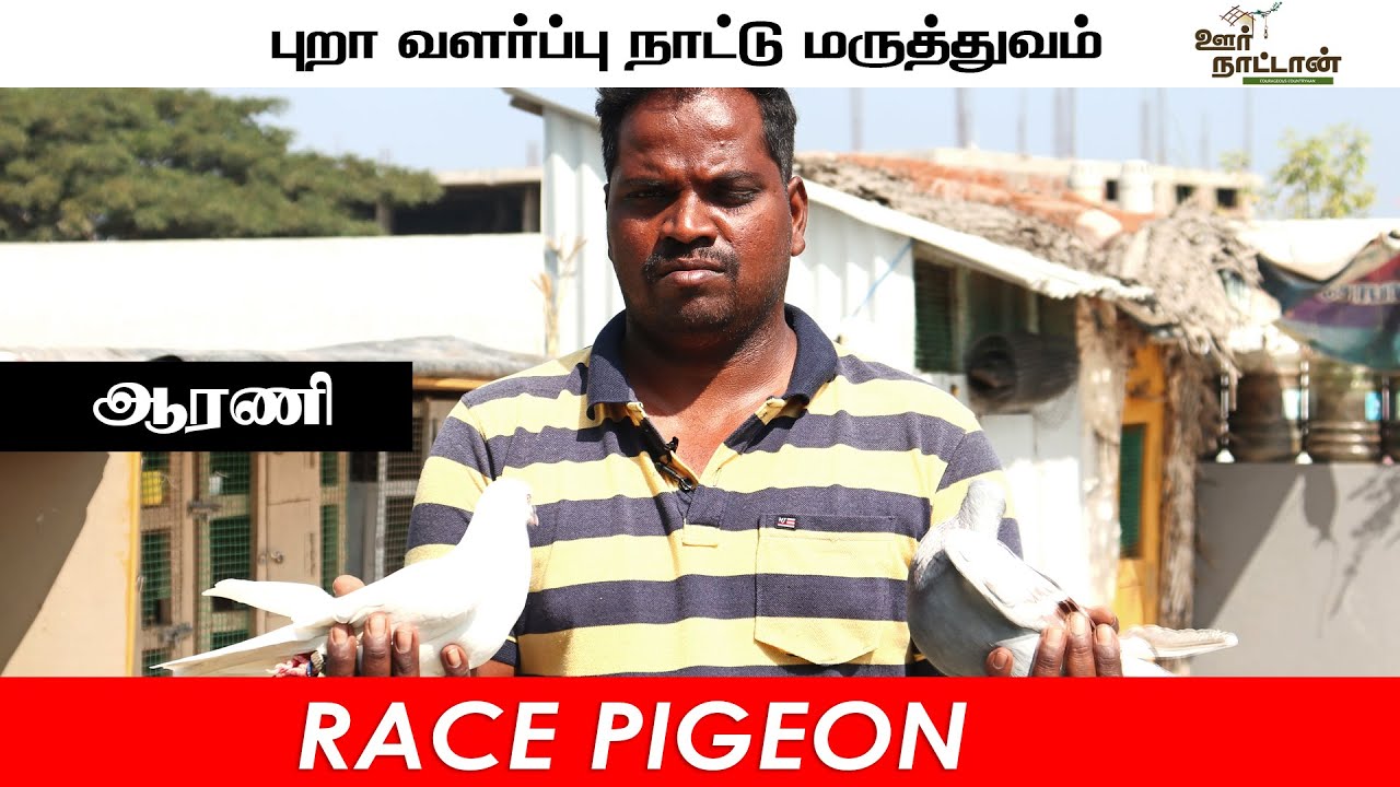 கரண புறா/ ஹோமர் புறா வளர்ப்பு | Roller pigeon Racing |Oor Naattan