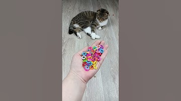 🐱⭕ Reverse Video #asatisfyingvideofamily #reverse #asmr