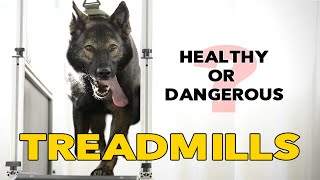 Dog Treadmills - Slat Mills - Health, Fitness, Safety and FUN!