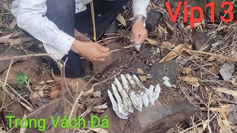 Vào Rừng Lật Tung Vách Đá Để Khai Thác Tổ Ong Mật Cực Phê - Có Bán Mật Ong Rừng (dân chơi vip13)