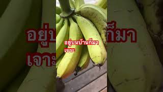 อยู่บนบ้านก็มาเจาะ #ch7hdnews #funny #สวน #farming #กล้วย #banana #กล้วยหอม #สวนหลังบ้าน #farm #555