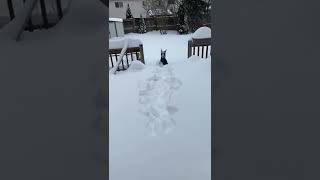 Big doggo loves snow