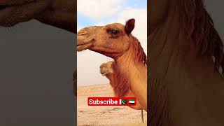 camel channel #camel #animal ????️️️