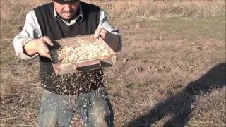 семена воздушки озимого чеснока &quot;Любаша&quot;провеевание 2016 10 28 (garlic planting)