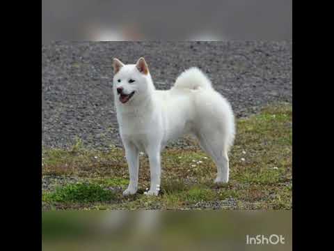 kishu perro 🐕