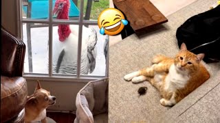 Funny Cats Dogs and other cute Animals🐶😹 Funniest Animal Videos 2024💥