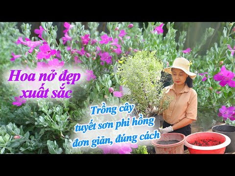 Video: Làm cách nào để làm cho bụi hoa tuyết của tôi nở hoa?