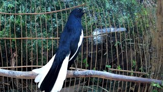 Hót Đấu Kích Trống Căng Lửa || Luyện Giọng Chòe Than || Kacer | Kích Choè Than Hót