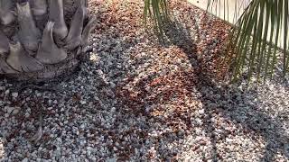 Jelly palm is a great choice for Central Texas landscapes