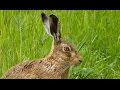 Close encounter with a brown hare