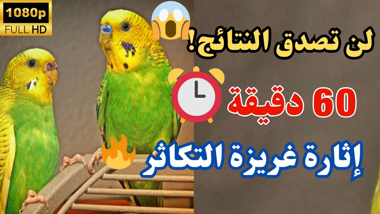 لأول مرة! 🔊 أصوات تدفع البادجي للتزاوج بسرعة⏰🔥