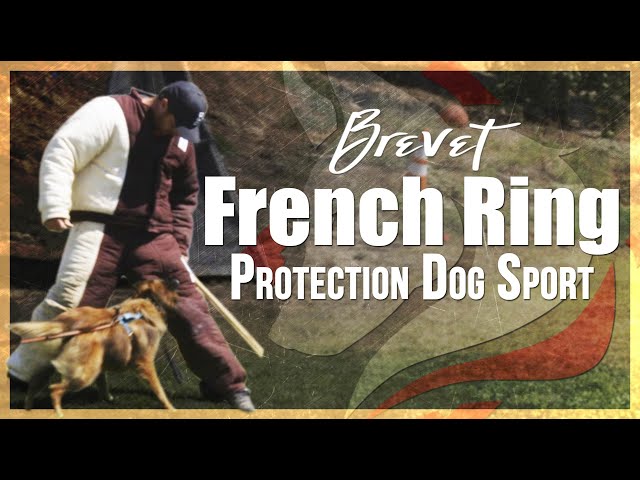 💥POLICE DOGS 👏 NEED 👏TO 👏EXPERIENCE 👏FRENCH RING 👏 TECHNIQUES💥 - gmedia