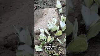서울, 한강 서래섬 산책길 #서울 #한강공원 #반포지구 #서래섬