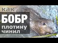 БОБРЫ: ремонт плотины и бобровая вендетта / фотоловушка / REAL animals