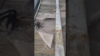 Isaias Hurricane hits Evers Marina in the bronx!