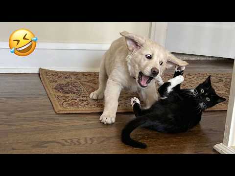 You’ll Be Crying Laughing At These Silly Animals 😂🐾 | BEST of SHORTS Funniest Moments Ever 🤣