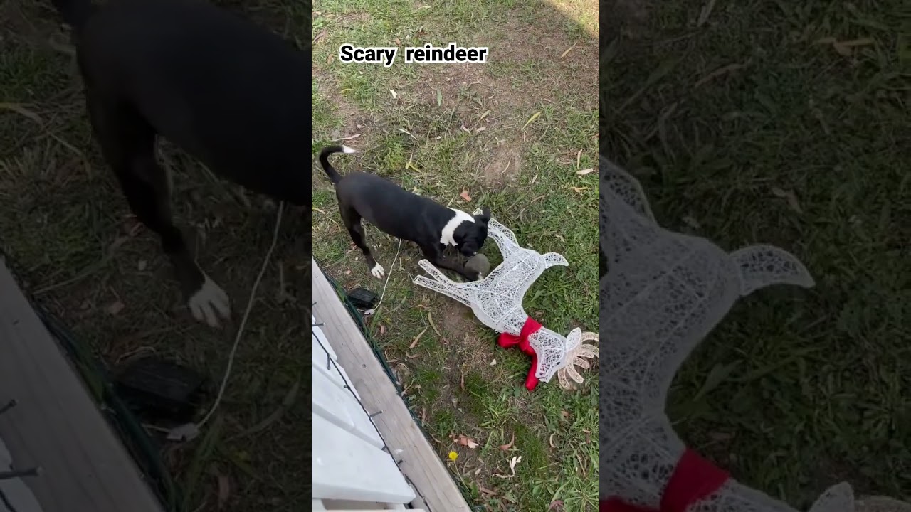 Watch Scary reindeer took BBs rock on YouTube Watch Scary reindeer took BBs rock on YouTube