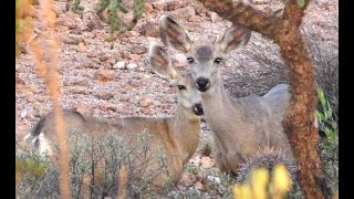 Deer at Usery Mountain Park (09-27-22)