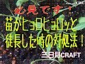 徒長の対処法／家庭菜園　苗がヒョロヒョロした時