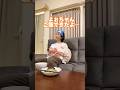 【検証】夫の大好物に大嫌いな食材を混ぜたら気づくのか、、ww #shorts