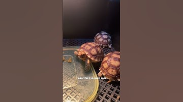 Cách nuôi rùa Sulcata cho người mới #ruacanh #ruasulcata