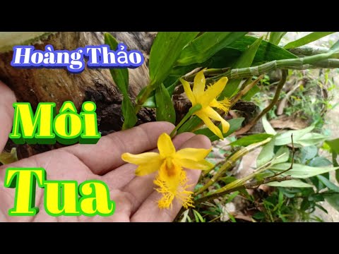 Phong lan Hoàng Thảo Môi Tua nở hoa_ Lan Rừng Tây Nguyên P121 | Foci