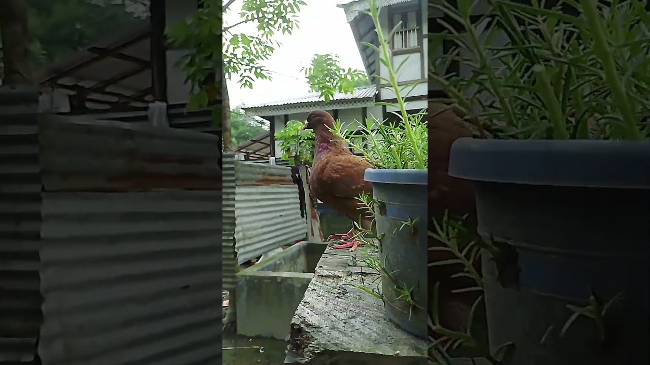 King Pigeon (Male)