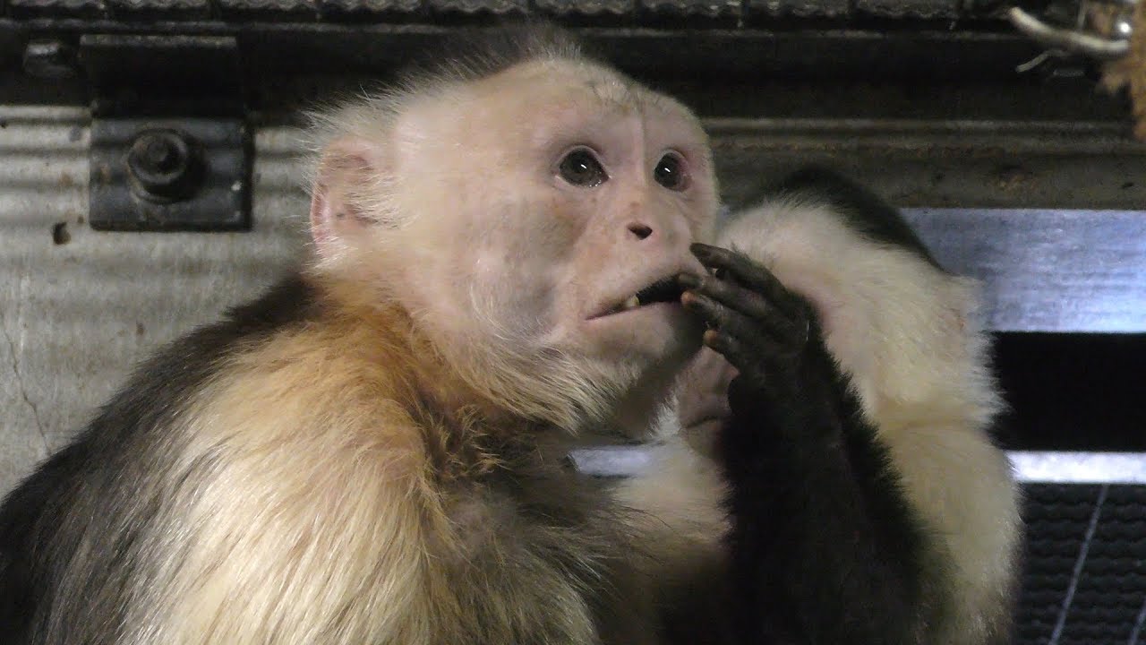 ノドジロオマキザル 秋田市大森山動物園 19年4月11日 Youtube