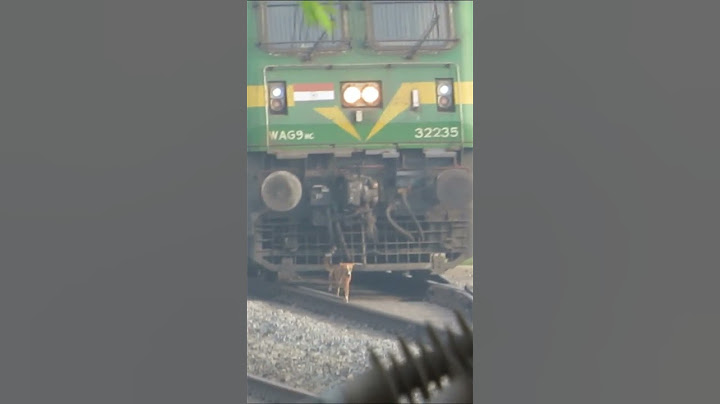 Live Accident😱 Poor Dog Hit by Speeding Train #shorts #liveaccident #trainhitsdog