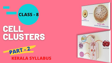 Class - 8 | B.S | Cell Clusters | Part - 2 | Kerala Syllabus
