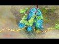 Gene translation  central dogma part 2 2003 by drew berry wehitv