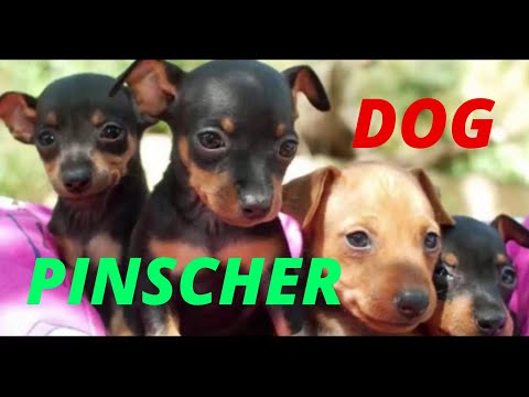 PINSCHER DOG, all