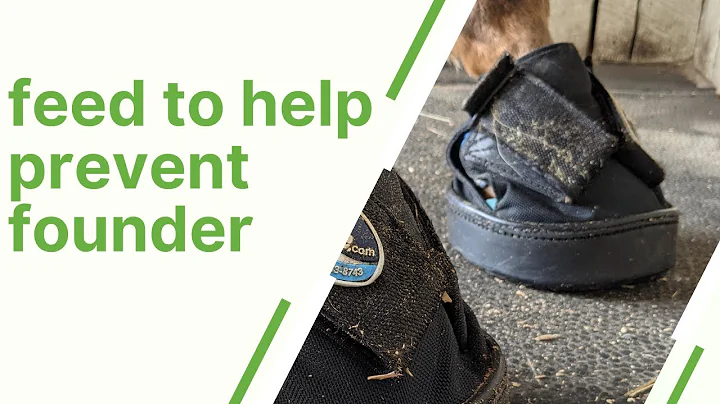 feed to prevent founder and laminitis youtube version