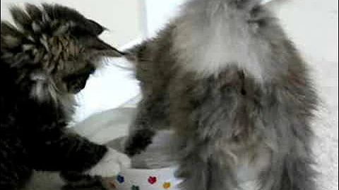 Video 10533711: maine coon kitten, maine coon water
