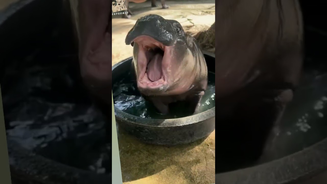 Big animals and small animals transformation 💀💀