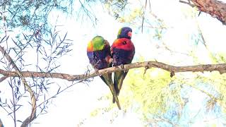 Australian Rainbow Lorikeets.  Campbelltown.