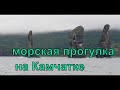 Морская прогулка. Камчатка. Крабы. лето 2020