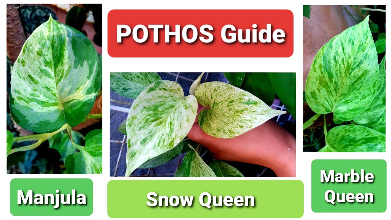 Pothos Guide Manjula, Marble Queen & Snow Queen Identification YouTube