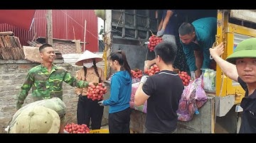 Vải Loại 1 Xuất Khẩu Giá Giảm l Vải Thiều Lục Ngạn l Núi Đồi Ngạn