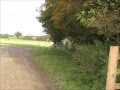 Flushed pheasant slow motion