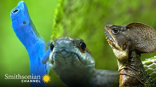 3 Way Battle: Blue Anole, Basilisk & Boa Constrictor 🥊 Gorgona Snake Prison Island | Smithsonian