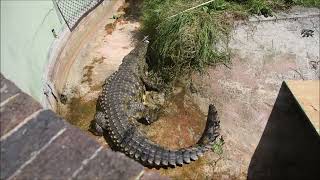 Crocodile relocation from Bayworld, Gqeberha to Addo Wildlife.