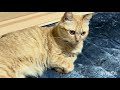 お部屋に転がる茶トラ猫ーズ🐱🐱