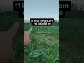 variety: sweet fortune- Ramgo Seeds #sweetcorns #trendingshorts #farming