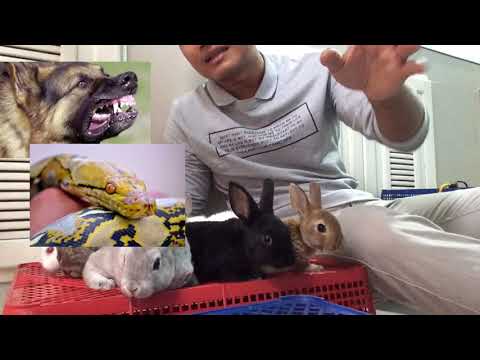 พามาชมกระต่าย 3 สายพันธุ์ | ฮอลแลนด์ลอป | มินิเร็กซ์ | เนเธอร์แลนด์ดวอฟ