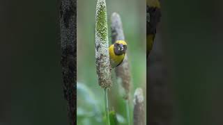 Beautiful Birds in One Shot! 😍🐦 | Nature Magic