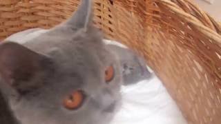 Британская кошка ухаживает за своими котятами Британская кошка ухаживает за своими котятами
