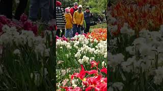 Beautiful Garden In The World  Amsterdam  Netherlands